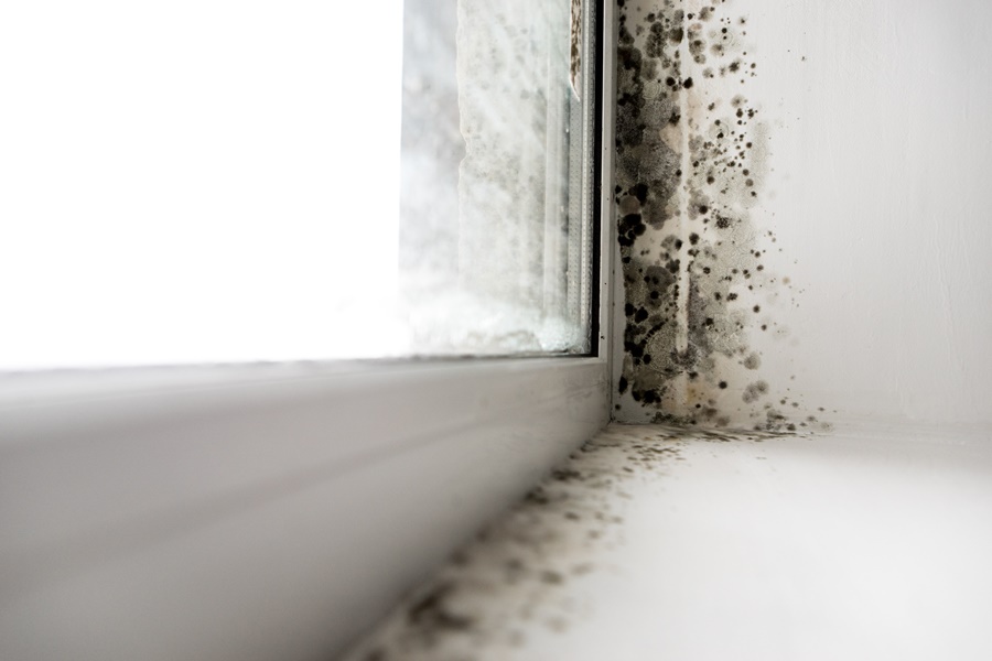 Mould Contamination & Testing Services