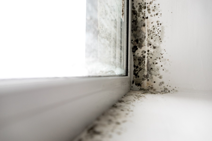 Mould Testing - Healthy Homes NZ